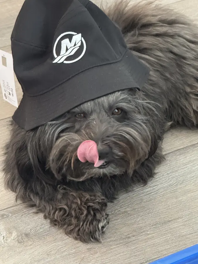 Hund mit Mercury-Kappe